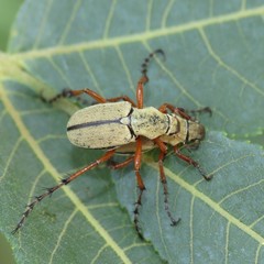 Macrodactylus uniformis