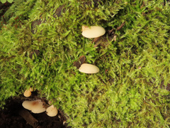 Crepidotus stenocystis