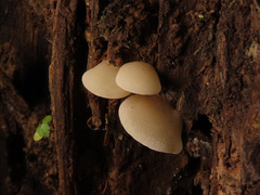 Crepidotus stenocystis