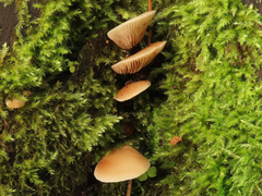 Crepidotus stenocystis
