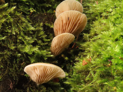 Crepidotus stenocystis