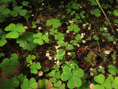 Marasmius wettsteinii