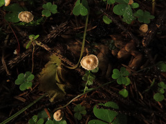 Marasmius wettsteinii
