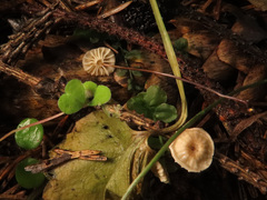 Marasmius wettsteinii