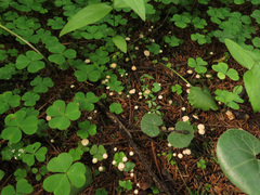 Marasmius wettsteinii