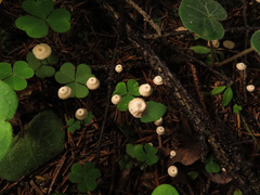 Marasmius wettsteinii