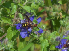 Colpa octomaculata