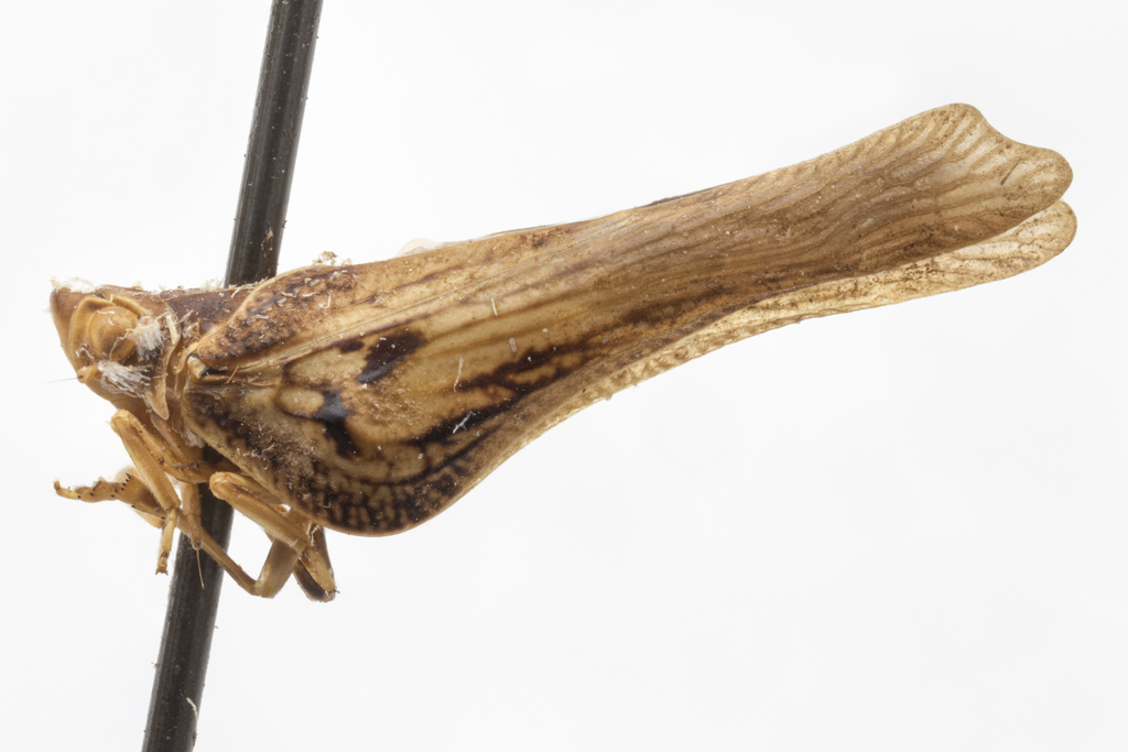 Cyarda haitensis
