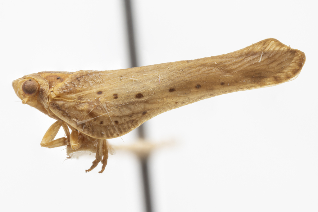 Cyarda minor