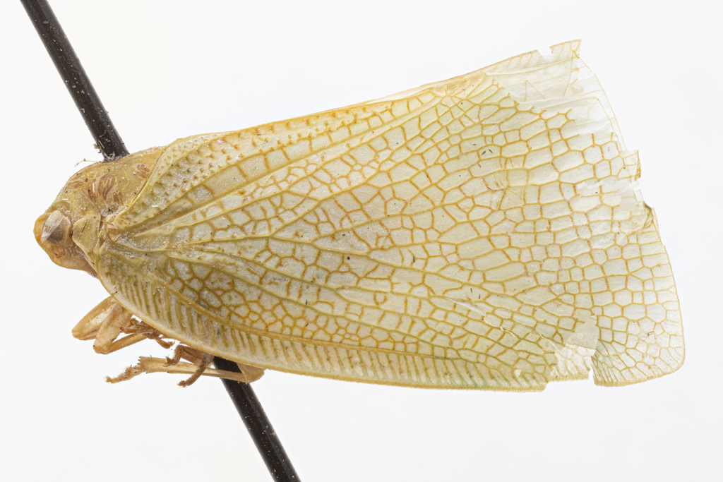 Dakshiana katharina