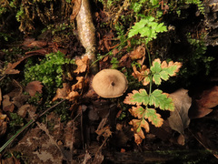 Melanophyllum haematospermum