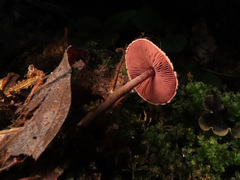 Melanophyllum haematospermum