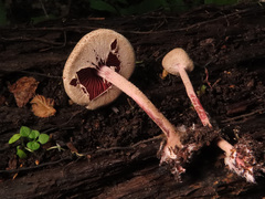 Melanophyllum haematospermum