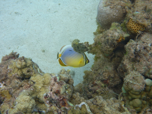 Indian Ocean redfin butterflyfish (Chaetodon trifasciatus) — Chaetodontidae