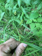 Carex cristatella
