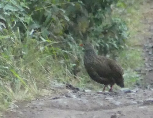 Scaly Spurfowl (Pternistis squamatus), photo 10