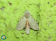 Eragisa viridis
