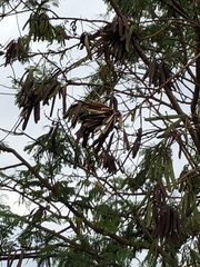 Parkia biglobosa
