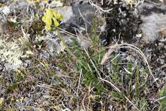 Oxytropis maydelliana