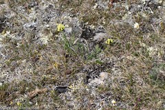 Oxytropis maydelliana