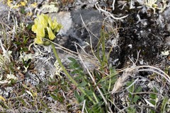 Oxytropis maydelliana