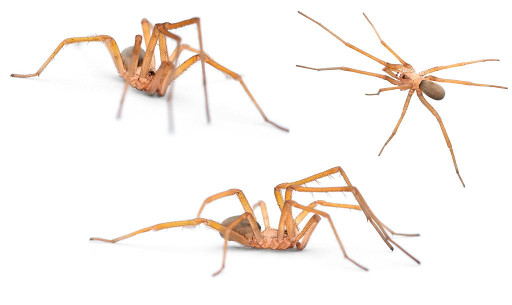 Filistata insidiatrix