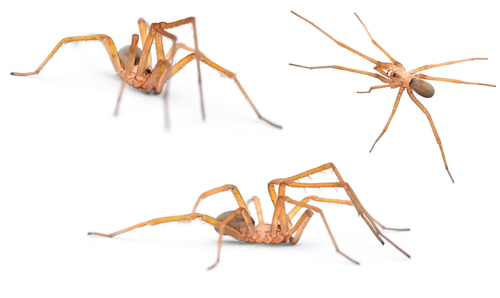 Filistata insidiatrix