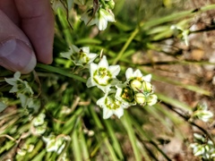 Anticlea elegans elegans