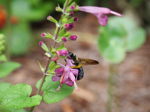 Xylocopa virginica image