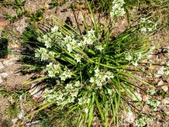 Anticlea elegans elegans