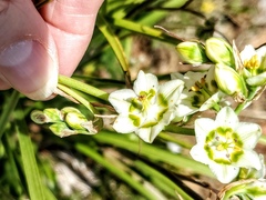 Anticlea elegans elegans