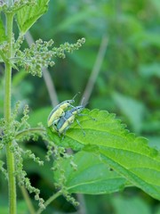 Chlorophanus viridis