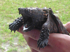 Macrochelys suwanniensis