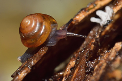 Euconulidae