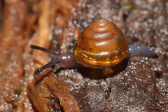 Euconulidae