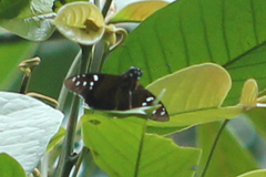 Melanopyge erythrosticta
