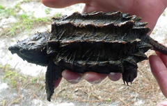 Macrochelys suwanniensis