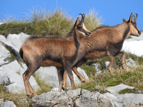 Pyrenean Chamois, photo 8 of 8