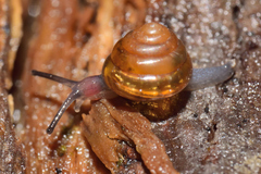 Euconulidae