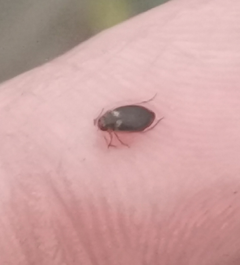 Hydroporus dorsalis