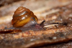 Euconulidae