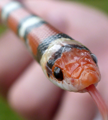 Cemophora coccinea copei