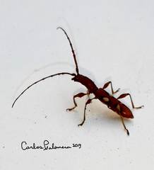 Neocompsa macroscina