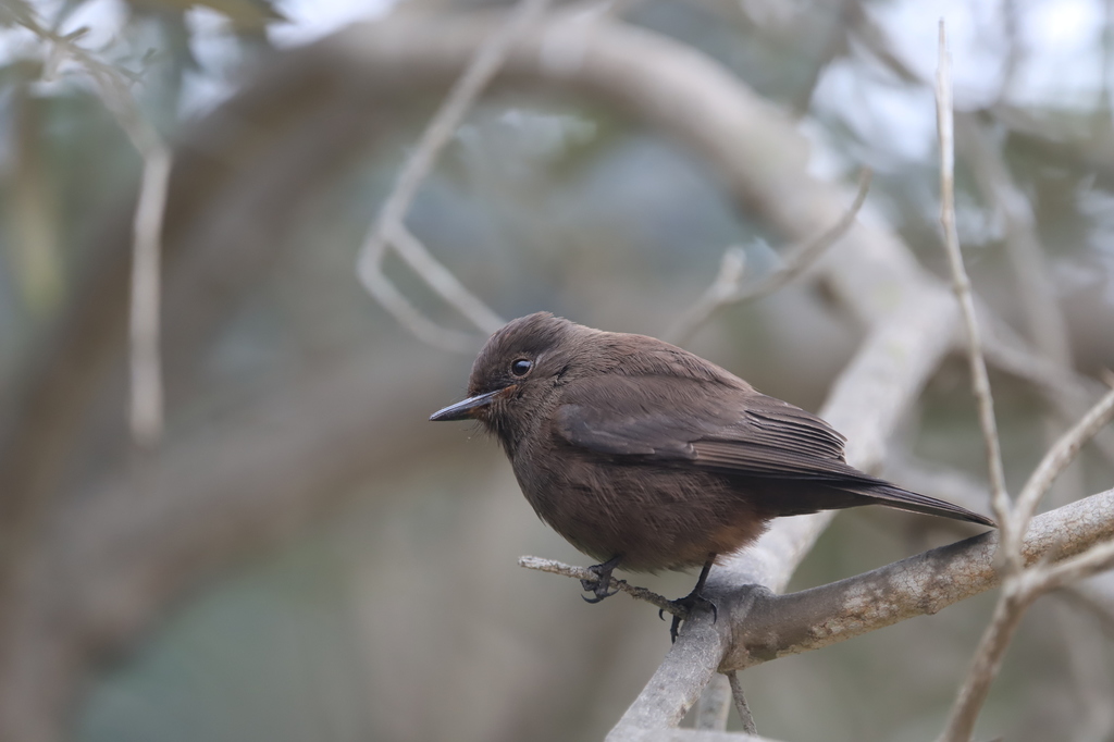 Vermilion Flycatcher