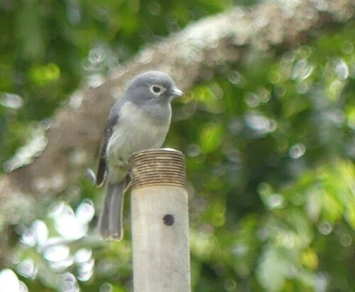 White-eyed Slaty Flycatcher (Melaenornis fischeri), photo 2