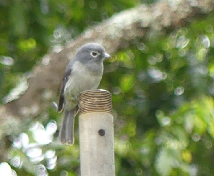 White-eyed Slaty-Flycatcher illustration