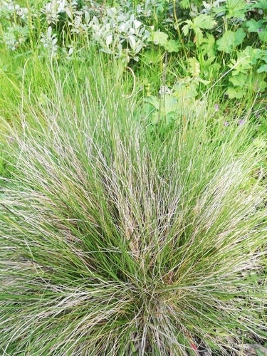 psica tuhá (Nardus stricta)