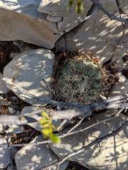 Echinomastus warnockii