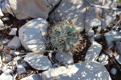 Echinomastus warnockii