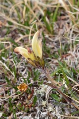 Pedicularis capitata